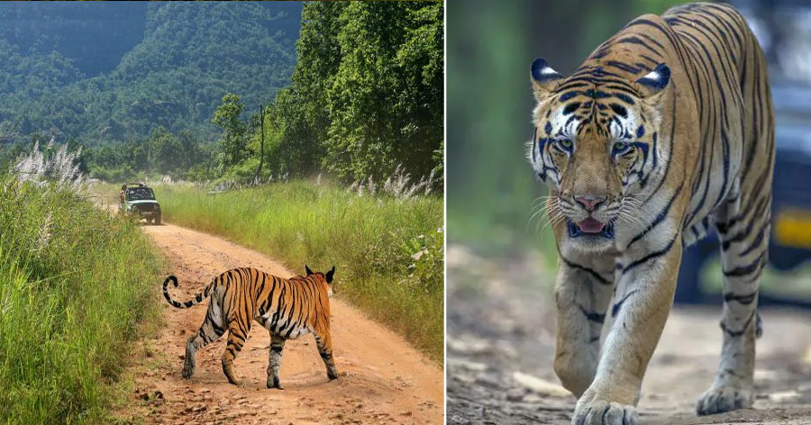 Bandhavgarh-National-Park1