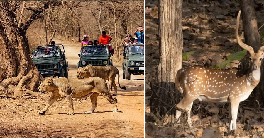 Devaliya-Safari-Park