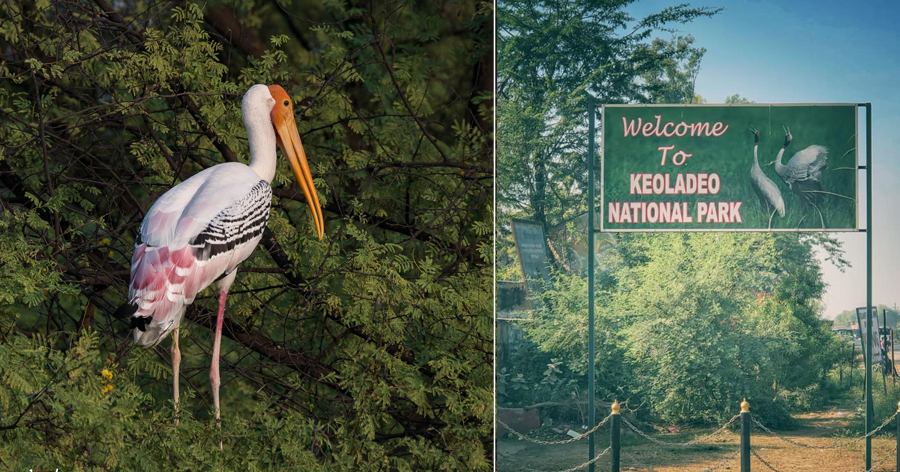 Keoladeo-National-Park