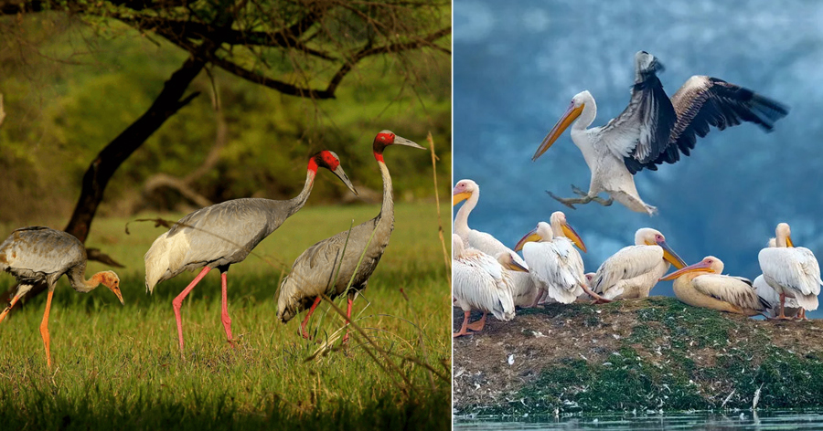 Keoladeo-National-Park1