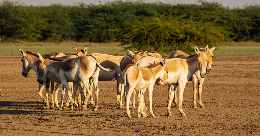 Little-Rann-of-Kutch
