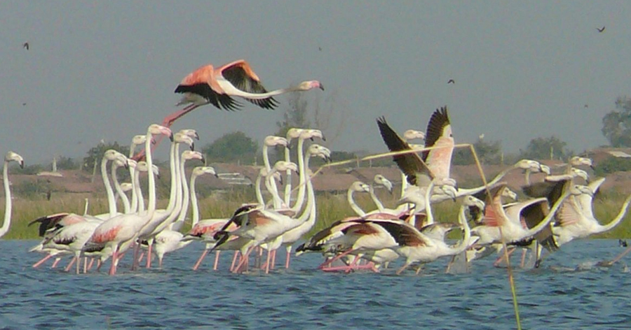 Nalsarovar-Bird-Sanctuary