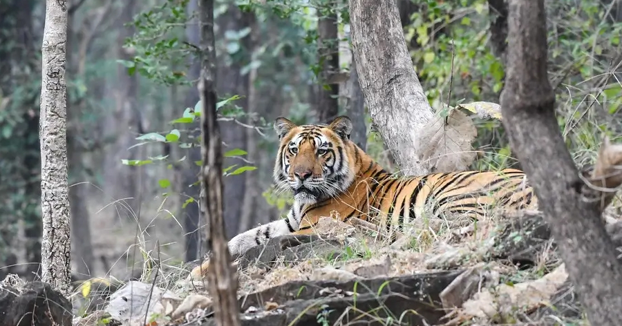 Satpura-National-Park