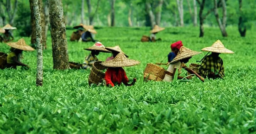 Tea-Gardens