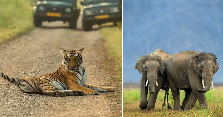 jim-corbett-national-park